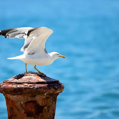 Dragica スベティ・フィリップ・イ・ヤコブ